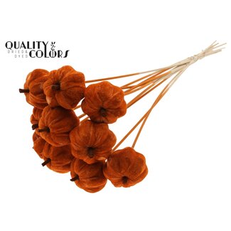 QC Velvet Pumpkin on Stick | Colour: Terracotta | Pumpkin Stick | Pumpkin Diameter 6 centimetres | Length ± 50 centimetres | 10 sticks per bunch
