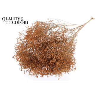QC Dried Broom Bloom | Colour: Frosted Salmon | Broom Dried Flowers | Length ± 50 centimetres | Weight 100 grams | Per bunch