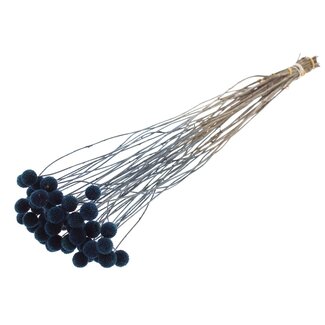QC Dried Craspedia on stem | Colour: Blue | Craspedia Stem Decoration | Length ± 70 centimetres | 10 stems per bunch