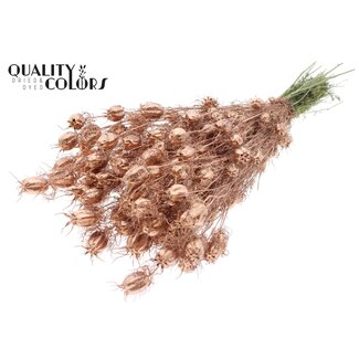 QC Gedroogd Juffertje-in-het-groen | Kleur: Koperkleurig | Nigella Droogbloemen | Lengte ± 45 centimeter | Gewicht 150 gram | Per bos