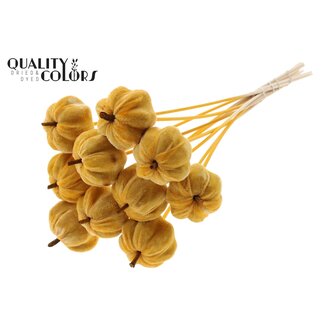 QC Fluwelen Pompoen op stok | Kleur: Abrikooskleurig | Pompoen Bijsteker | Diameter pompoen 6 centimeter | Lengte ± 50 centimeter | 10 bijstekers per bos