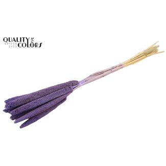 QC Babala of Pearl Millet | Colour: Frosted Milk Purple | Length ± 65 centimetres | 10 stems per bunch