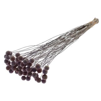 QC Dried Craspedia on stem | Colour: Frosted Milkapurple | Craspedia Stick-in | Length ± 70 centimetres | 10 stems per bunch