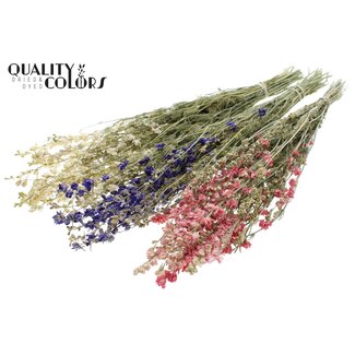 QC Gedroogd Ridderspoor | Kleur: Gemengde Kleuren | Delphinium Droogbloemen | Lengte ± 70 centimeter | Per bos