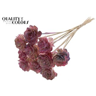 QC Shola Houten Dahlia op stok | Kleur: Roze Kleurverloop | Shola Dhaliya Bijsteker | Diameter bloem 6 centimeter | Lengte ± 50 centimeter | 10 bijstekers per bos