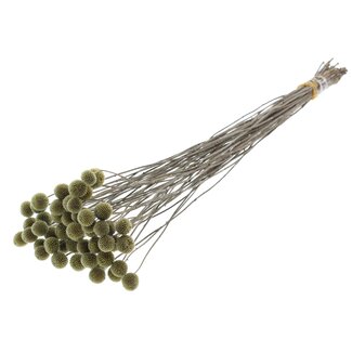 QC Gedroogde Craspedia op steel | Kleur: Olijfgroen | Craspedia Bijsteker | Lengte ± 70 centimeter | 10 takken per bos