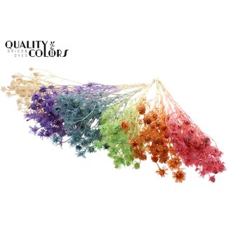 QC Dried Carthamus | Colour: Frosted Intense Mixed Colours | Safflower or Bidens Dried Flowers | Length ± 70 centimetres | Per bunch