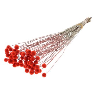 QC Dried Craspedia on stem | Colour: Coral-coloured | Craspedia Stem | Length ± 70 centimetres | 10 stems per bunch