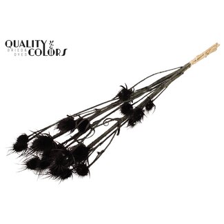QC Gebleekte Gedroogde Distels | Kleur: Zwart | Cardistella Droogbloemen | Lengte ± 70 centimeter | 5 takken per bos