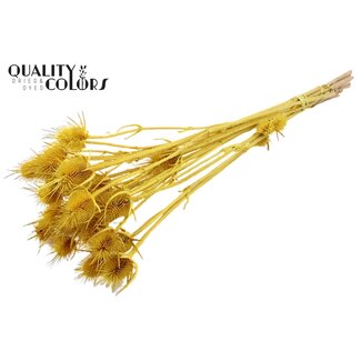 QC Gebleekte Gedroogde Distels | Kleur: Geel | Cardistella Droogbloemen | Lengte ± 55 centimeter | 10 takken per bos