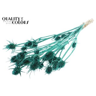 QC Gedroogde Distels | Kleur: Pearl Turquoise | Cardistella Droogbloemen | Lengte ± 55 centimeter | 10 takken per bos