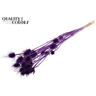 QC Gebleekte Gedroogde Distels | Kleur: Paars | Cardistella Droogbloemen | Lengte ± 70 centimeter | 5 takken per bos
