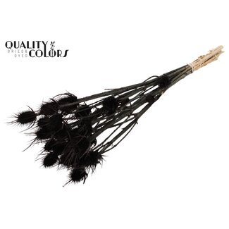 QC Gebleekte Gedroogde Distels | Kleur: Zwart | Cardistella Droogbloemen | Lengte ± 55 centimeter | 10 takken per bos
