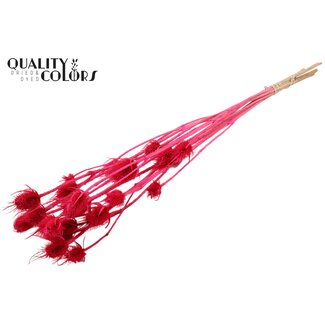 QC Gebleekte Gedroogde Distels | Kleur: Kerskleurig | Cardistella Droogbloemen | Lengte ± 70 centimeter | 5 takken per bos