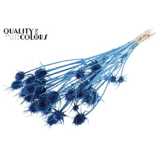 QC Gedroogde Distels | Kleur: Pearl Blauw | Cardistella Droogbloemen | Lengte ± 55 centimeter | 10 takken per bos