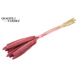 QC Babala of Pearl Millet | Colour: Frosted Pink | Length ± 65 centimetres | 10 stems per bunch
