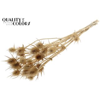 QC Gebleekte Gedroogde Distels | Kleur: Naturelle Gebleekt | Cardistella Droogbloemen | Lengte ± 70 centimeter | 5 takken per bos