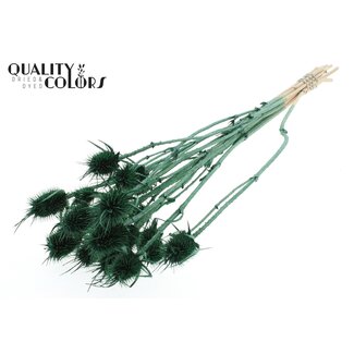 QC Gedroogde Distels | Kleur: Pearl Groen | Cardistella Droogbloemen | Lengte ± 55 centimeter | 10 takken per bos