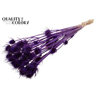 QC Gebleekte Gedroogde Distels | Kleur: Paars | Cardistella Droogbloemen | Lengte ± 55 centimeter | 10 takken per bos
