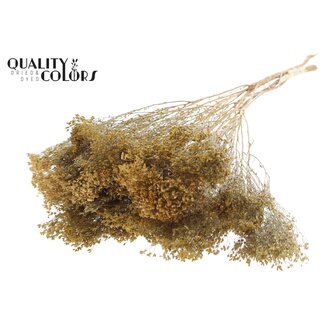 QC Dried Broom Bloom | Colour: Natural Brown | Broom Dried Flowers | Length ± 50 centimetres | Weight 100 grams | Per bunch