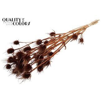 QC Gebleekte Gedroogde Distels | Kleur: Bruin | Cardistella Droogbloemen | Lengte ± 70 centimeter | 5 takken per bos