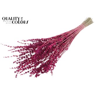 QC Getrockneter Lavendel | Farbe: Kirschfarben | Lavendel Trockenblumen | Länge ± 50 Zentimeter | Pro Bund