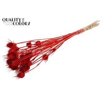 QC Gebleekte Gedroogde Distels | Kleur: Rood | Cardistella Droogbloemen | Lengte ± 55 centimeter | 10 takken per bos