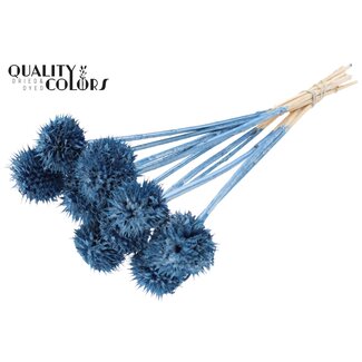 QC Leeuwenstaart op steel | Kleur: Metallic Blauw | Leonotis Leonurus Bijsteker | Lengte ± 50 centimeter | 10 bijstekers per bos