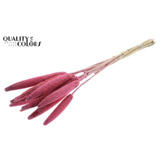 QC Babala of Pearl Millet | Colour: Pink | Length ± 65 centimetres | 10 stems per bunch