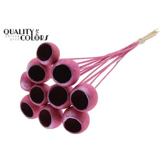 QC Gedroogde Bellgums | Kleur: Metallic Roze | Bell Cup Bijsteker | Lengte ± 50 centimeter | 10 bijstekers per bos