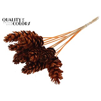 QC Strobus Pine Cone on Stick | Colour: Orange | Pine Cone Pick | Diameter 10 - 15 centimetres | Length ± 50 centimetres | 10 picks per bunch