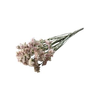 Dutch Dried Lichtroze Statice Sinuata droogbloemen | Lengte ± 70 centimeter | Gewicht ± 75 gram
