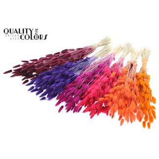 QC Lagurus per bunch Sunset Berry Mix