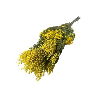 Dolce Vita Geel naturelle Mimosa Mirandol droogbloemen | Lengte ± 65 centimeter | Gewicht ± 200 gram