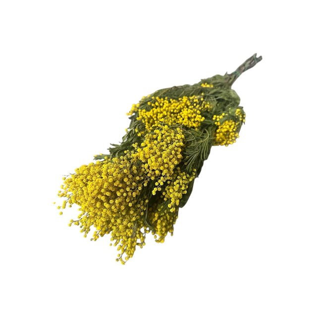 Geel naturelle Mimosa Mirandol droogbloemen | Lengte ± 65 centimeter | Gewicht ± 200 gram