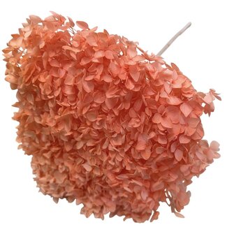 Casa Alegria Orange Preserved Hydrangea | Length ± 60 centimetres | Per piece