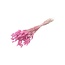 Light Pink Lagurus Dried Flowers | Length ± 70 centimetres | Weight ± 100 grams