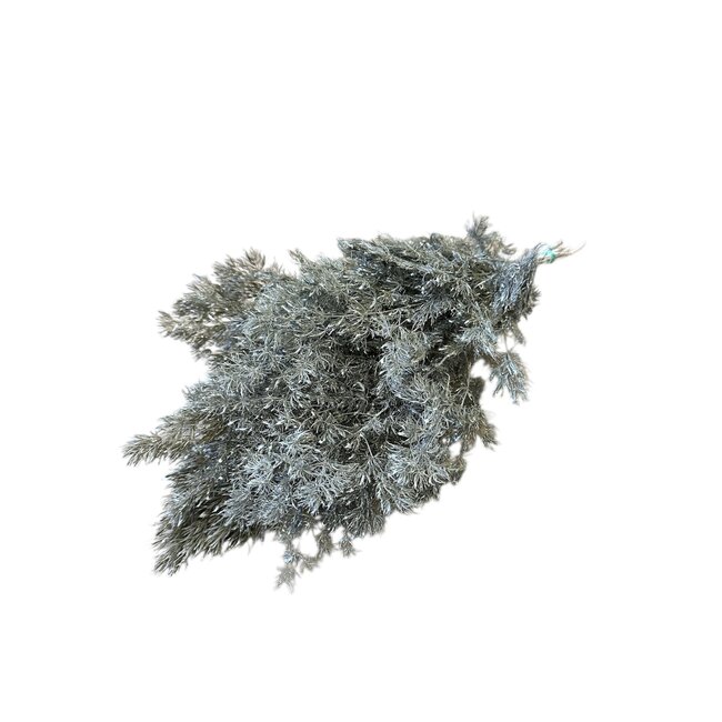 White Esparraguera Miro dried flowers | Length ± 60 centimetres | Weight ± 150 grams