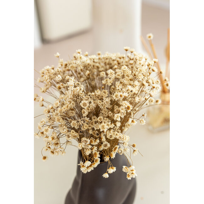 Wit naturelle Glixia droogbloemen | Lengte ± 50 centimeter | Gewicht ± 50 gram