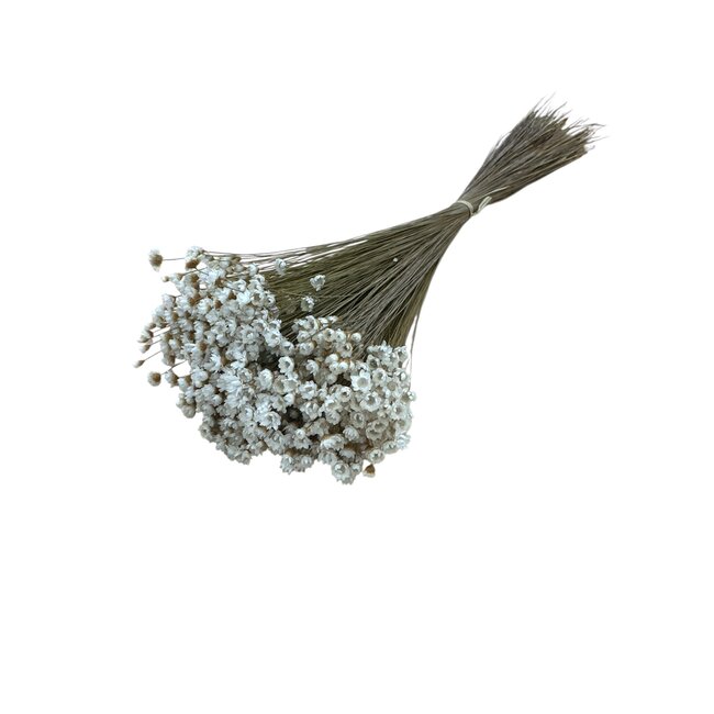 White natural Glixia dried flowers | Length ± 50 centimetres | Weight ± 50 grams
