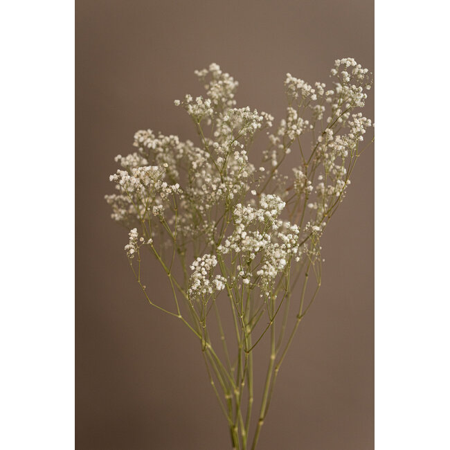 Naturel Witte Gypsophila droogbloemen | Gedroogd Gipskruid | Lengte ± 65 centimeter | Per 5 takken