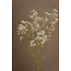 Naturel Witte Gypsophila droogbloemen | Gedroogd Gipskruid | Lengte ± 65 centimeter | Per 5 takken