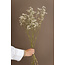 Naturel Witte Gypsophila droogbloemen | Gedroogd Gipskruid | Lengte ± 65 centimeter | Per 5 takken