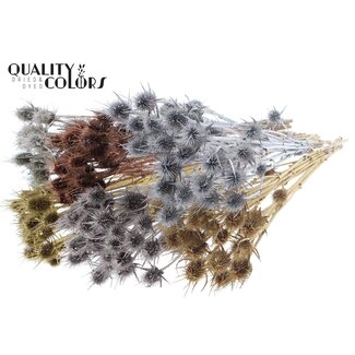 QC Cardi Distel Natural 5pc/bunch 70cm Metallic Mix