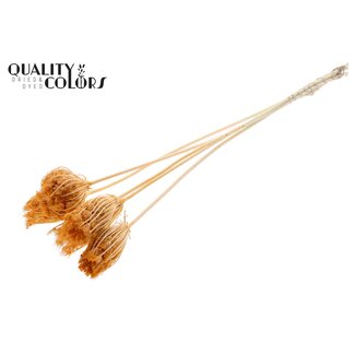 QC Gedroogde Groot Akkerscherm Bijstekers | Kleur: Zalmkleurig | Ammi Majus Bijsteker | Diameter ± 4 - 6 centimeter | Lengte ± 50 centimeter | 5 bijstekers per bos