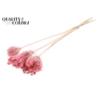 QC Gedroogde Groot Akkerscherm Bijstekers | Kleur: Roze | Ammi Majus Bijsteker | Diameter ± 4 - 6 centimeter | Lengte ± 50 centimeter | 5 bijstekers per bos