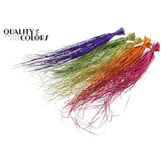 QC Gedroogd Berengras | Kleur: Diverse kleuren | Xerophyllum | Lengte ± 60 centimeter | Per 20 bossen