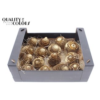 QC Ceder Dennenappels in zwarte doos | Kleur: Antiek Goudkleurig | Per 15 dennenappels