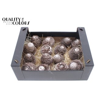 QC Ceder Dennenappels in zwarte doos | Kleur: Champagnekleurig | Per 15 dennenappels