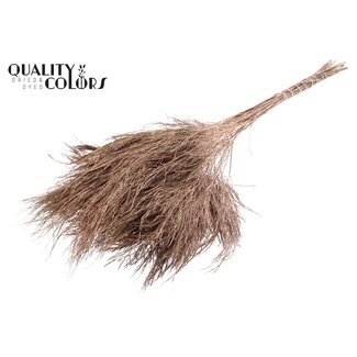 QC Gedroogde Boomvaren | Kleur: Koperkleurig | Polypodiophyta | Lengte ± 60 centimeter | Per 20 bossen